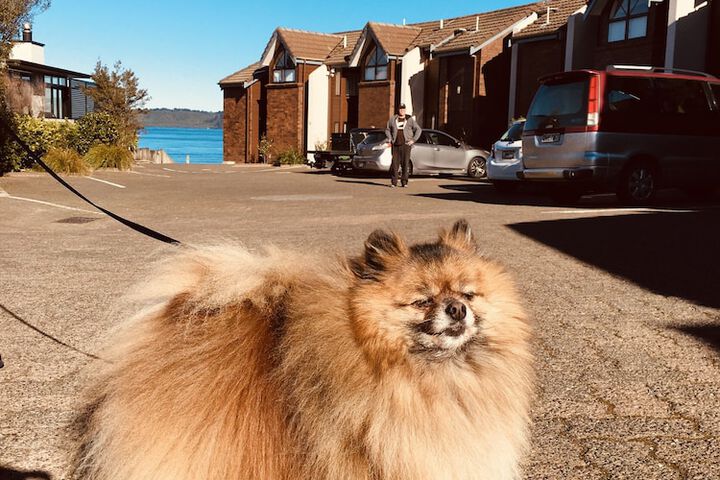 Pet Friendly 127 of 163