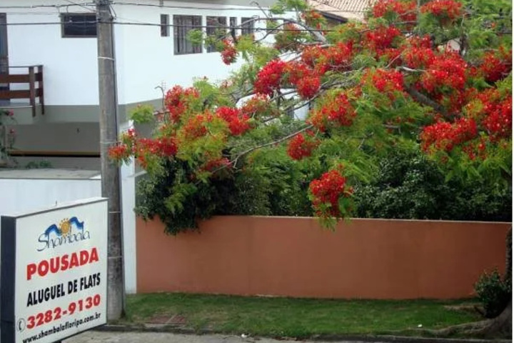 Shambala Floripa