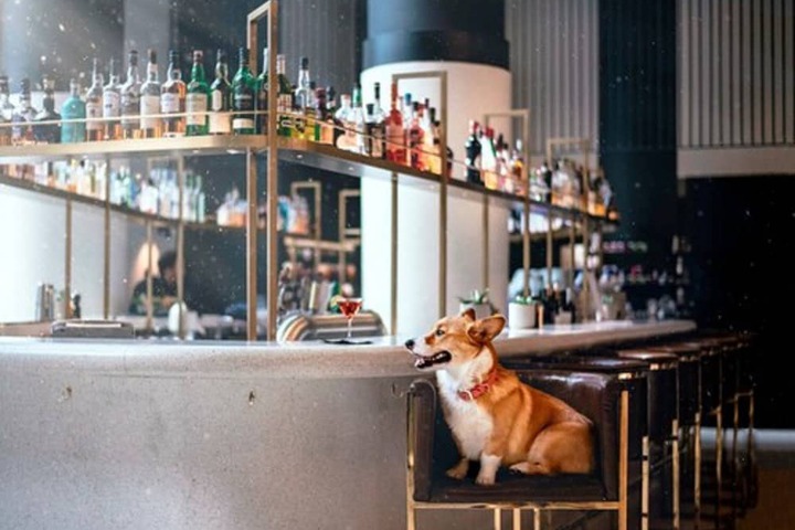 Pet Friendly 43 of 105