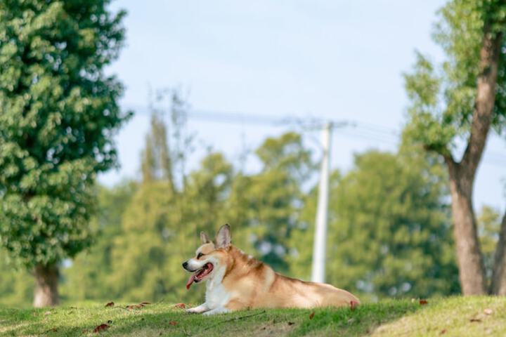 Pet Friendly 18 of 38