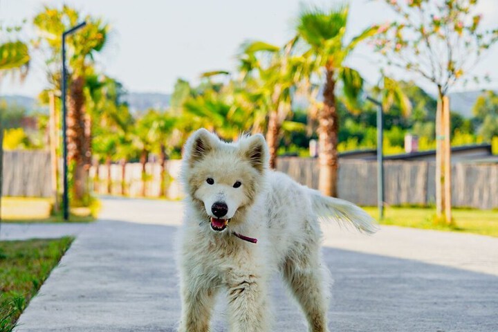 Pet Friendly 34 of 99