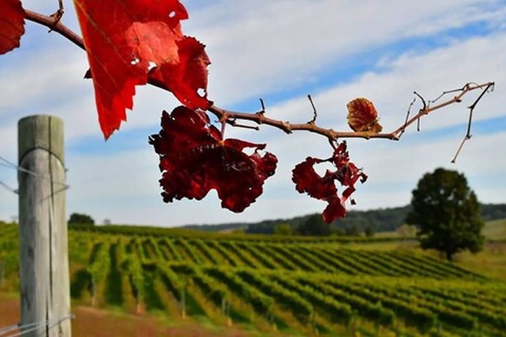 Winery