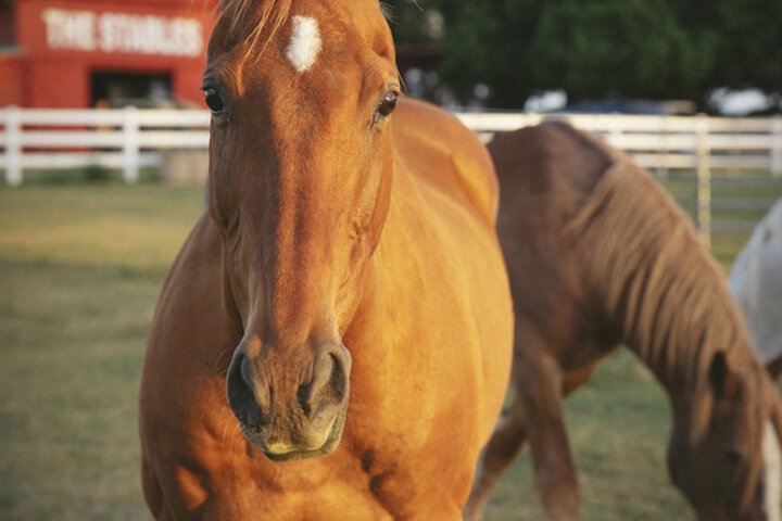 Horseback riding