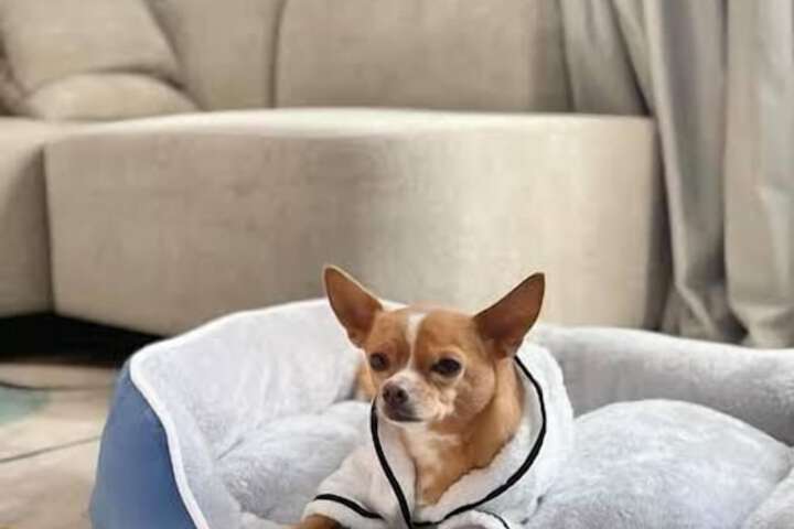 Pet Friendly 87 of 122