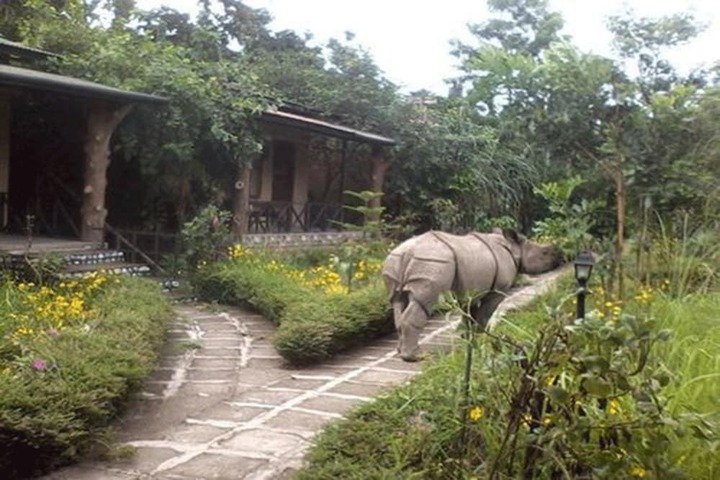 Garden