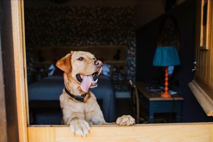 Pet Friendly 46 of 65