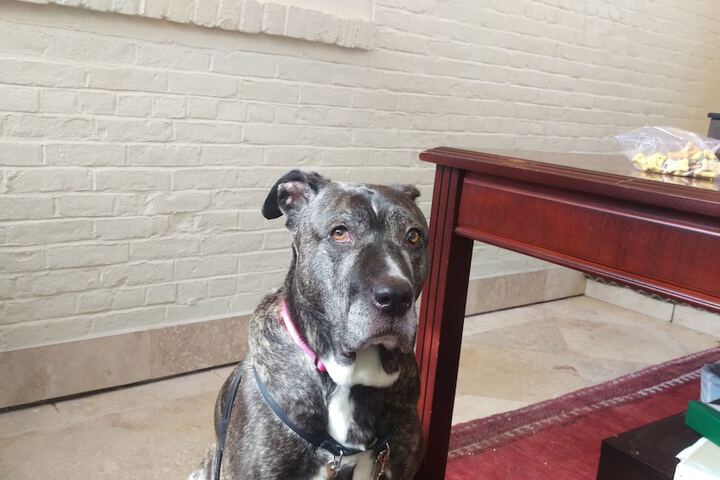 Pet Friendly 38 of 46