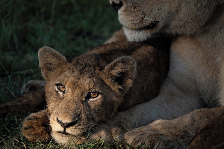 Safari