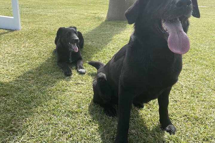 Pet Friendly 199 of 247