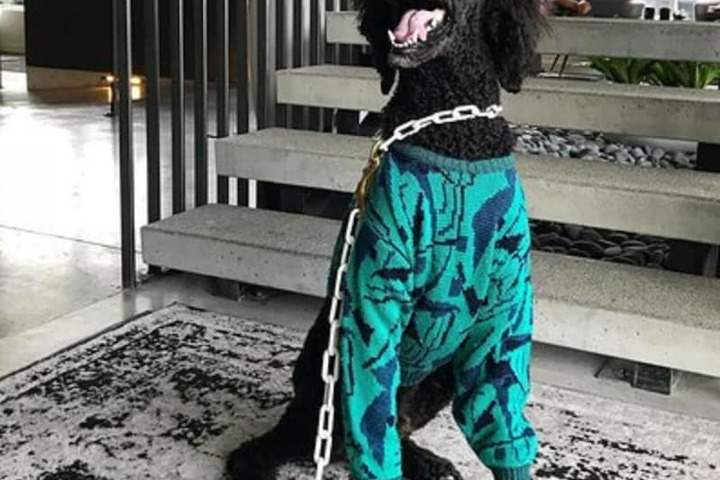 Pet-friendly