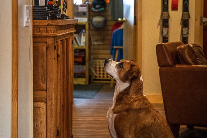 Pet Friendly 113 of 188