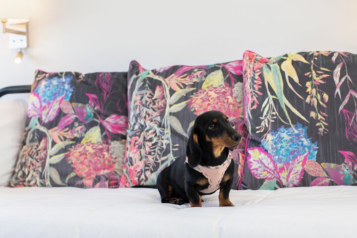Pet Friendly 26 of 40