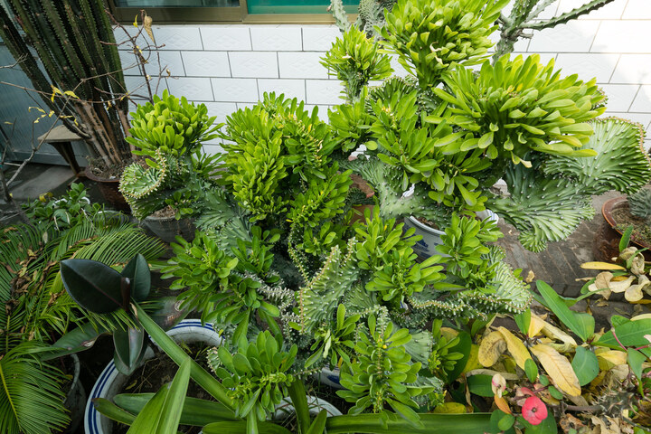 Gardening Inn
