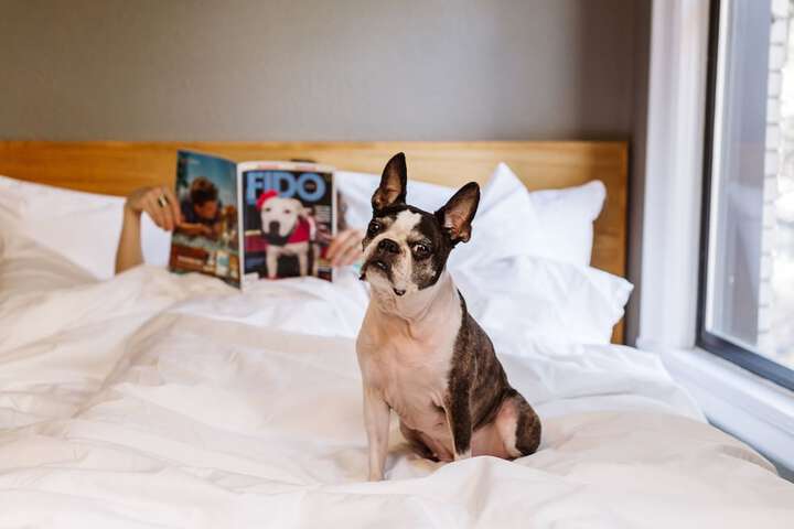 Pet-friendly