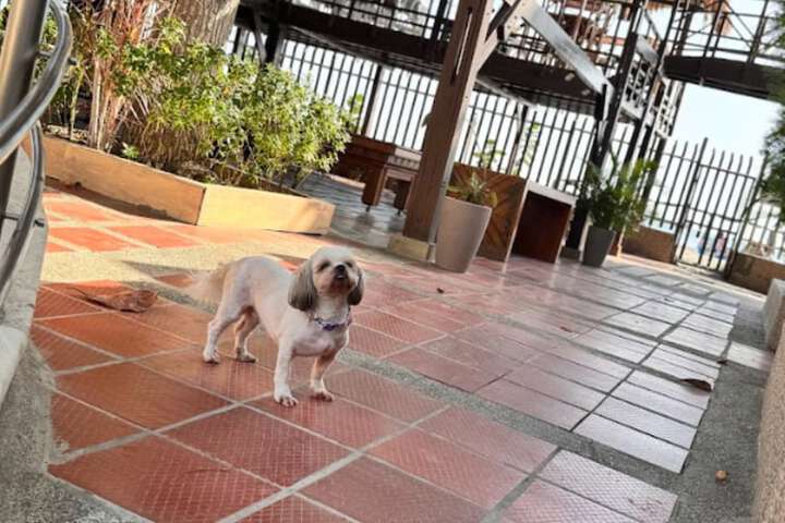 Pet-friendly