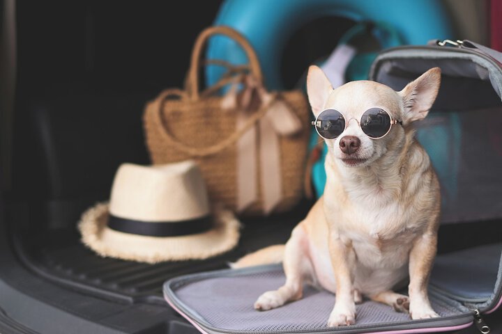 Pet-friendly