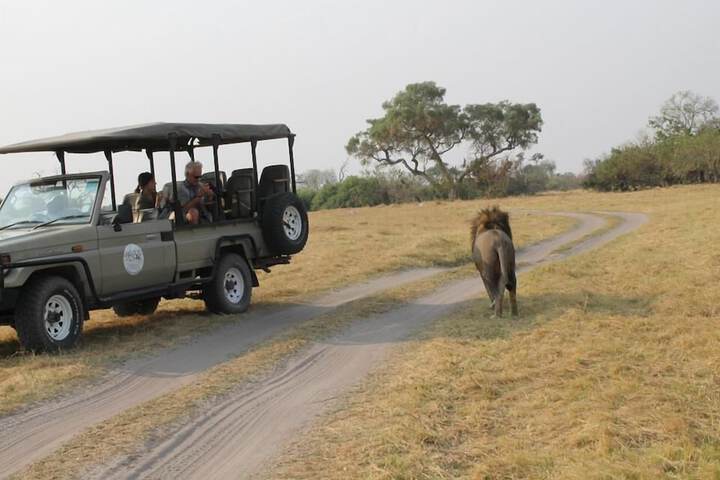 Safari
