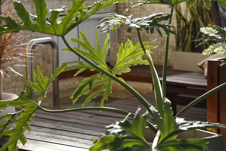Terrace/Patio 41 of 41