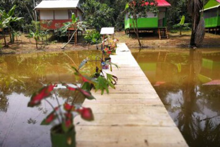 Friends of The Amazon Jungle