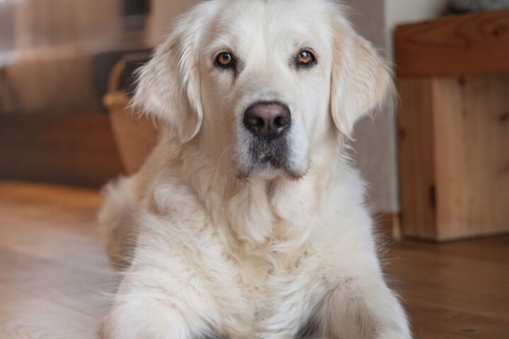 Pet Friendly 98 of 160