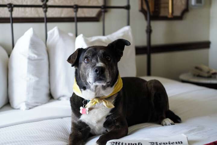 Pet Friendly 29 of 39