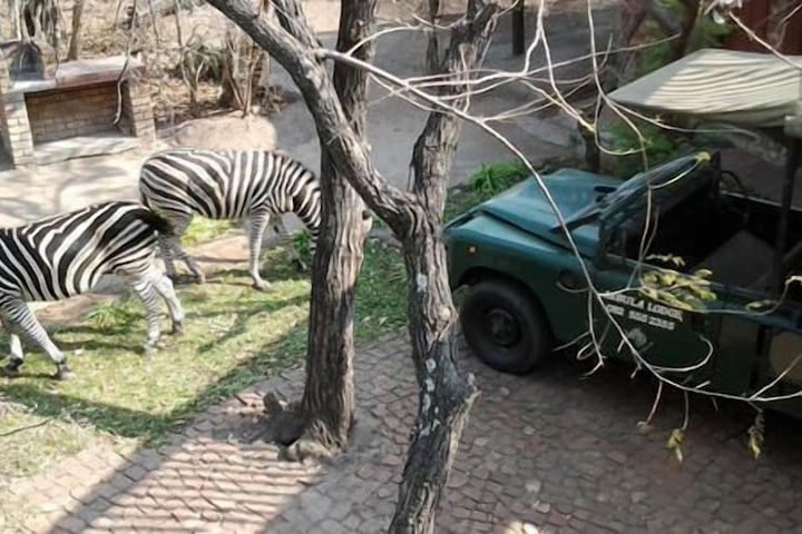 Safari