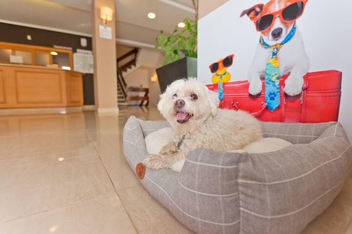 Pet-friendly