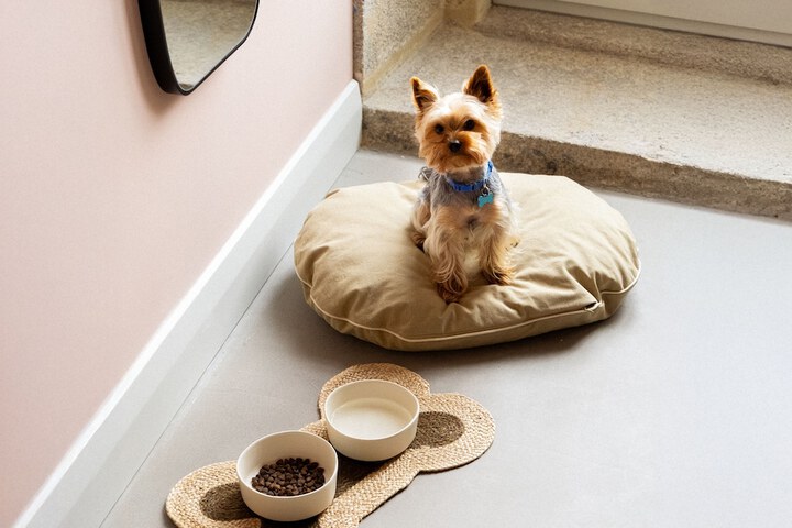 Pet Friendly 47 of 51
