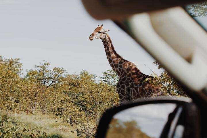 Safari