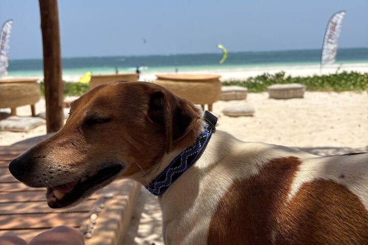 Pet Friendly 29 of 45