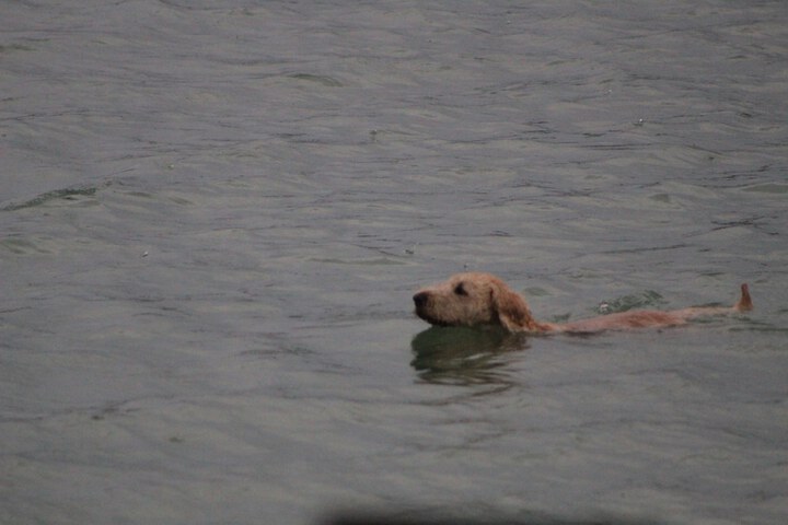 Pet Friendly 36 of 80