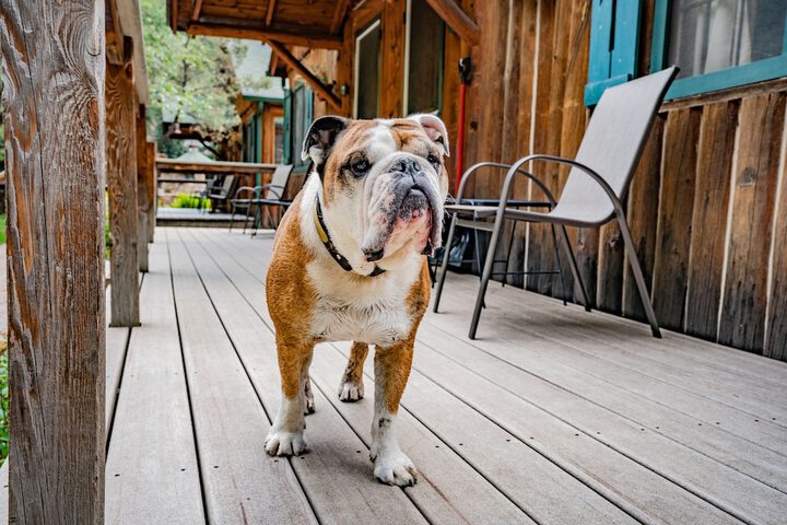 Pet Friendly 82 of 109