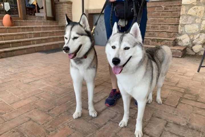 Pet Friendly 76 of 206