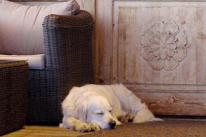 Pet Friendly 84 of 115