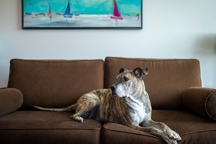 Pet Friendly 75 of 101