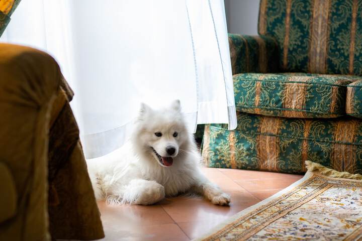 Pet Friendly 33 of 57