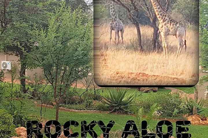 Image of Rocky Aloe Escape