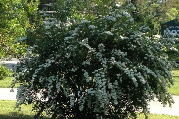 Property Grounds 25 of 37