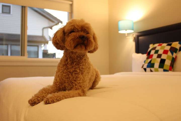 Pet-friendly