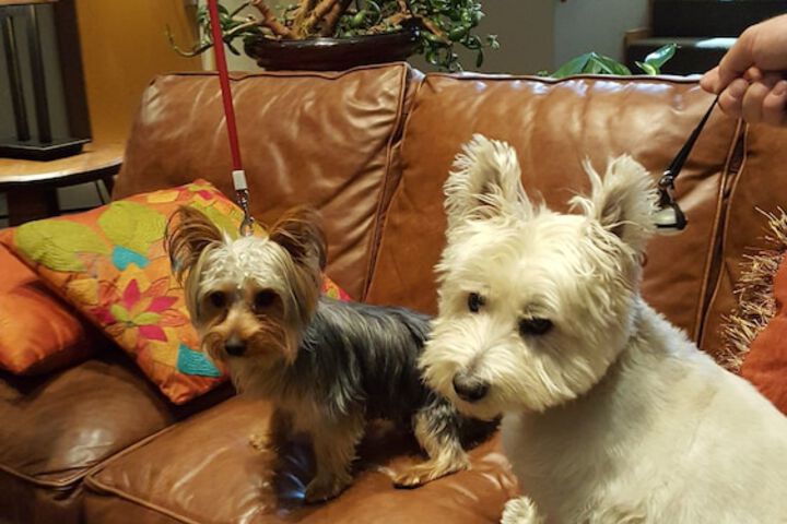 Pet Friendly 40 of 64