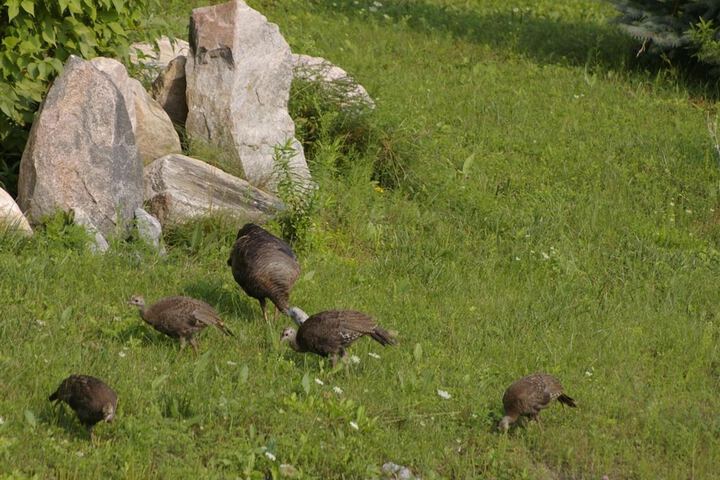 Property Grounds 37 of 52