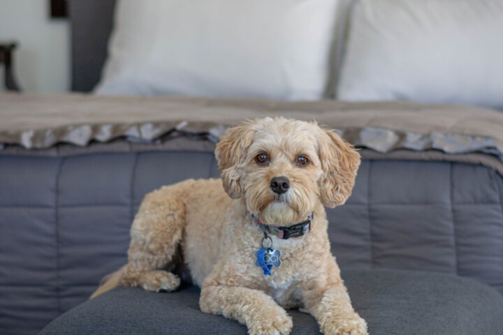 Pet Friendly 57 of 63