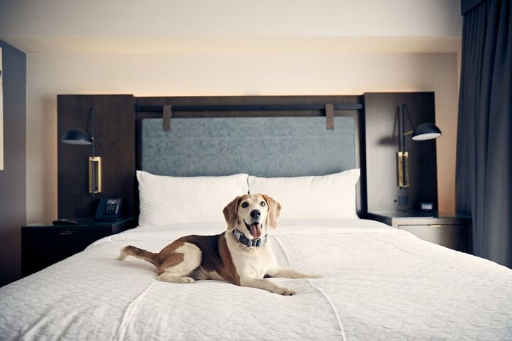 Pet-friendly