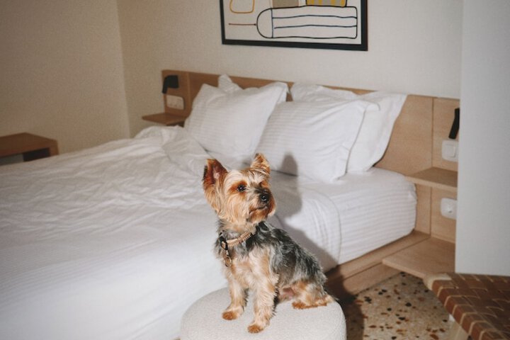 Pet Friendly 51 of 59