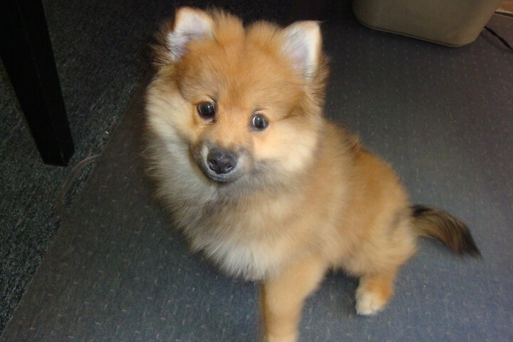 Pet Friendly 29 of 43