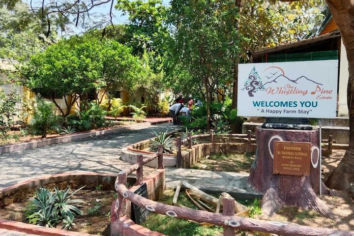 The Whistling Pine Woods