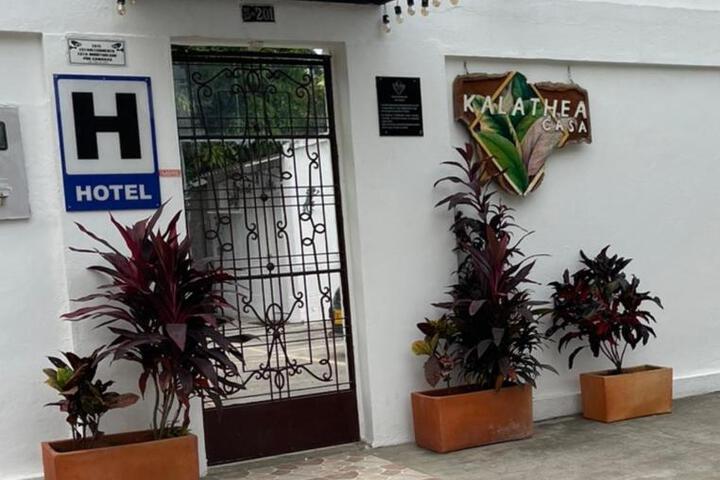 Kalathea Casa