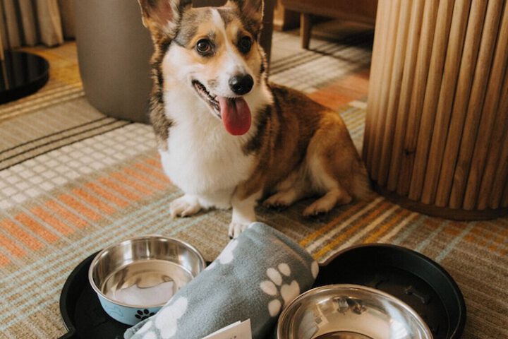 Pet-friendly amenities