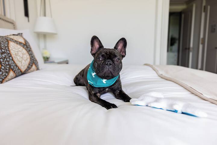 Pet-friendly