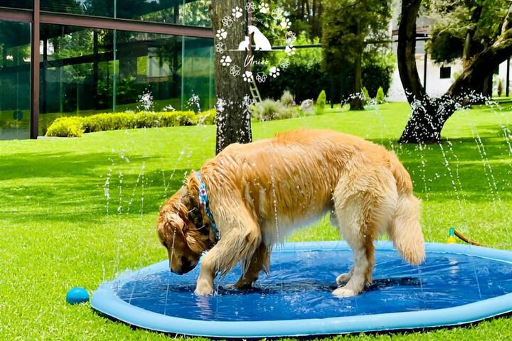 Pet Friendly 114 of 137